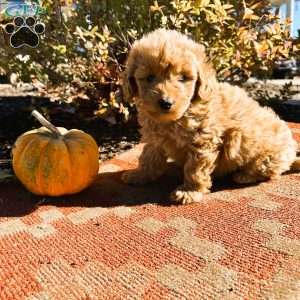 Tootsie, Mini Goldendoodle Puppy